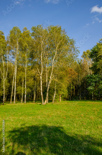 Landscape with autumn forest in the sunny day. Yellow and green forest in the fall season. © zyoma_1986