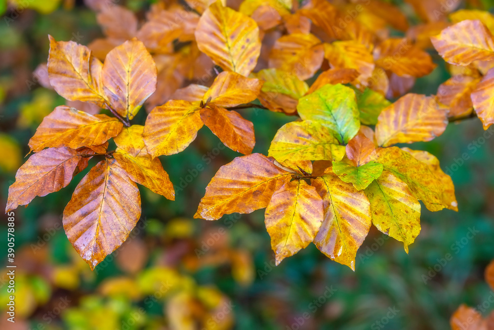 Autumn leaves