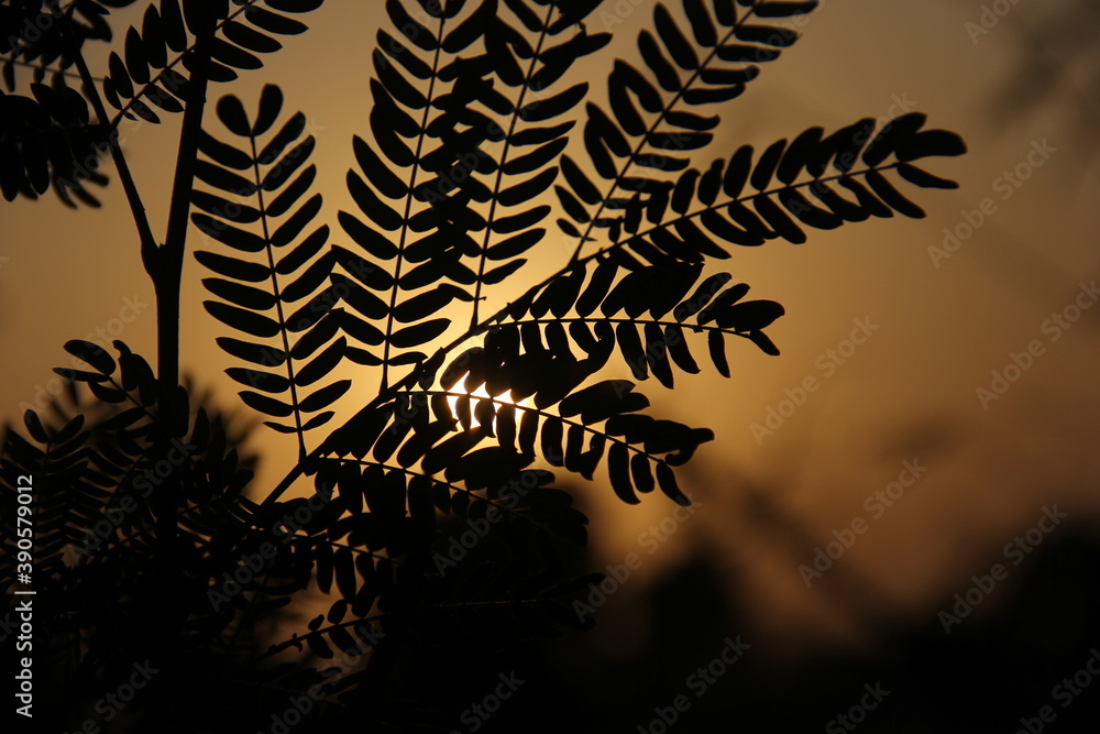 Фотография sunset or sunrise view behind green leaf