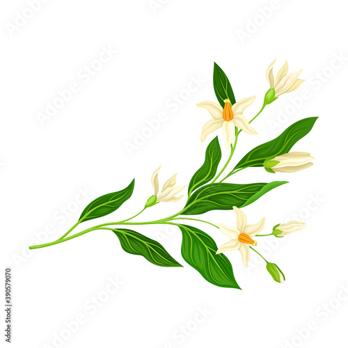 Florescent of Flower Branch with Lush Petals and Green Leaves Vector Illustration © Happypictures