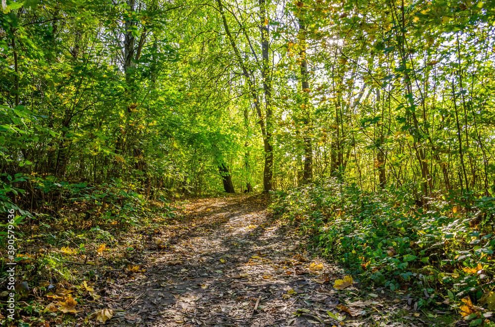 Fototapeta premium Landscape with autumn forest in the sunny day. Yellow and green forest in the fall season.