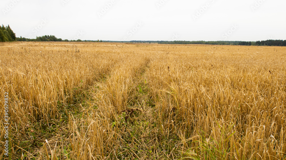 Rustic field after harvest. Rye
