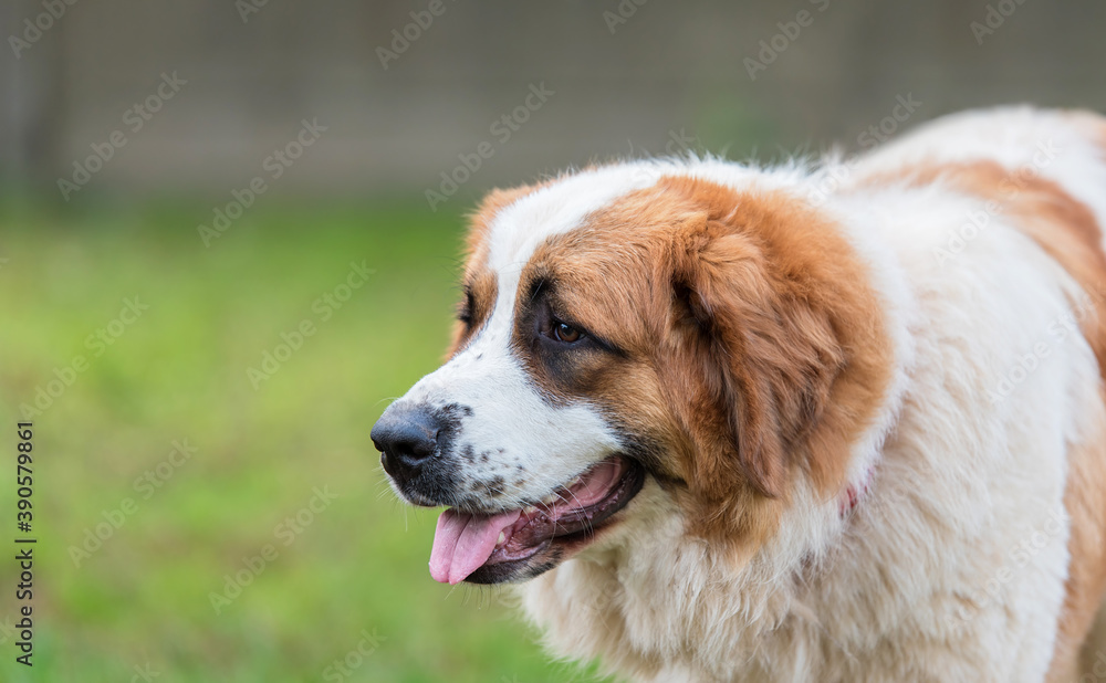 Portrait of a nice St. Bernard dog