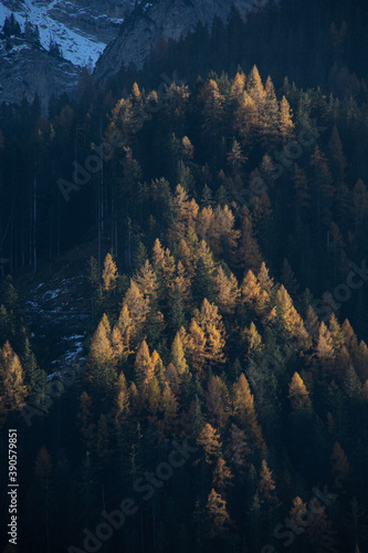 The beautiful  scenic view of fall foliage in a forest on the Italian Dolomite mountains  in the Trentino Alto Adige region. Full frame of pines  some green  some orange and yellow.