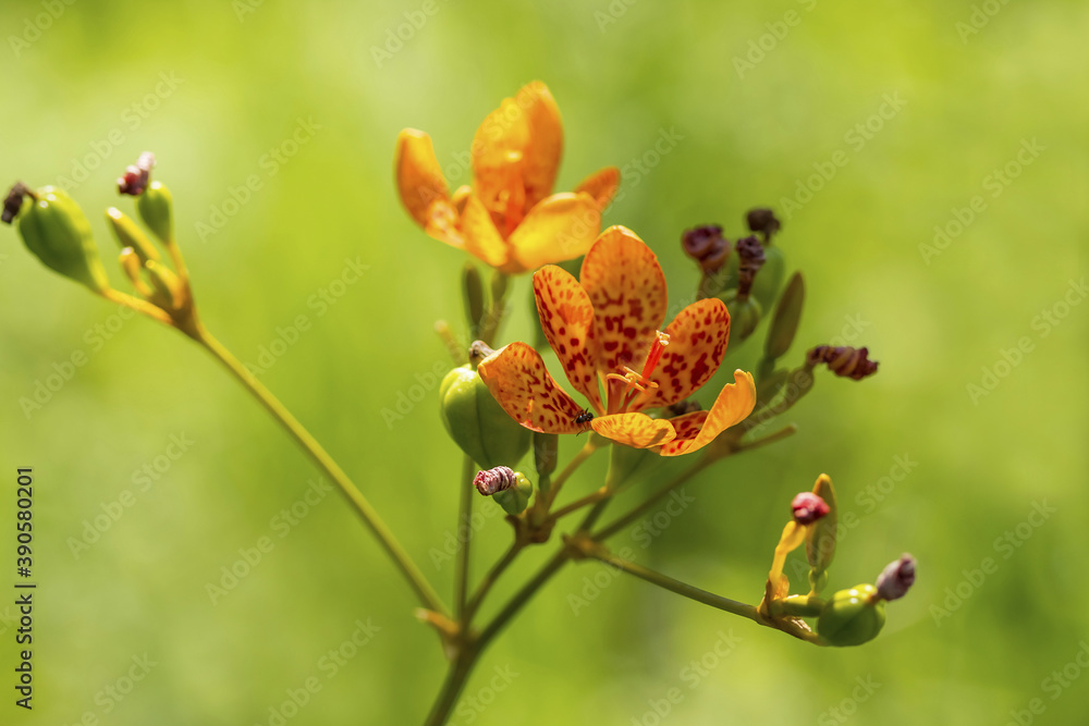 blackberry lily blackberry lily