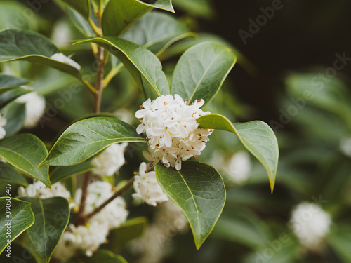 Konstfotografi (Osmanthus fragrans) Osmanthe fragrante ou olivier odorant à floraison blanche e