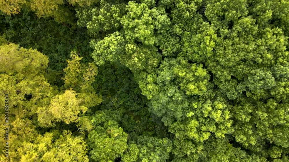 Forest aerial top view in early autumn. Forest of green conifers, deciduous trees with yellow leaves. Fall colors countryside woodland environment conservation or travel tourism concept b-roll footage Forest aerial top view in early autumn. Forest of green conifers, deciduous trees with yellow leaves. Fall colors countryside woodland environment conservation or travel tourism concept b-roll footage