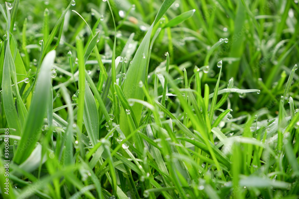 Green grass natural background texture, Lawn for the background Green grass natural background texture, Lawn for the background
