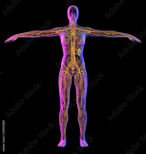 3d renfering illustration of lymphatic system