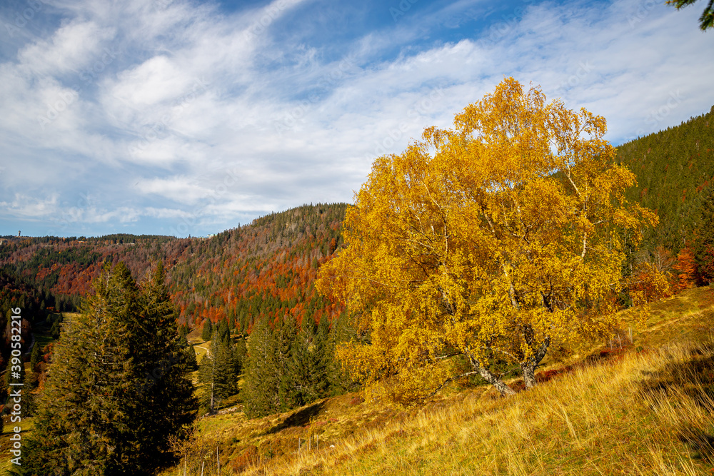 Fototapeta premium Birke am Menzenschwander Geißenpfad im Herbst