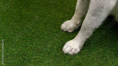 Dirty white fur Siberian husky front legs with short nails on artificial grass outdoor with copy space