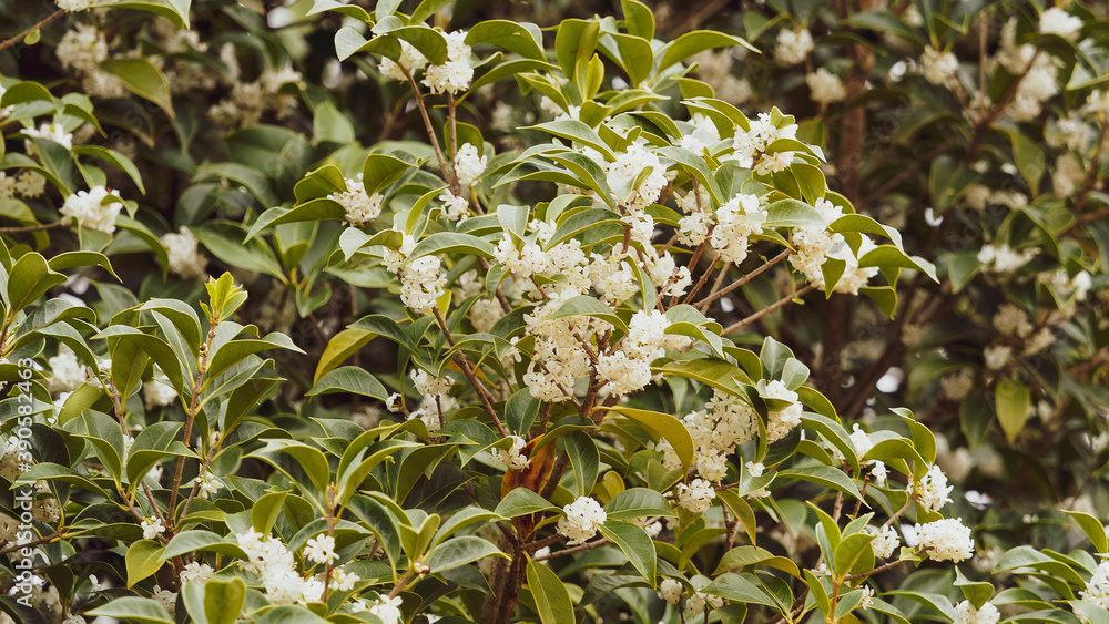 (Osmanthus fragrans) Osmanthus ou olivier odorant à floraison blanche et parfumée en boules de neige dans un feuillage buissonnant vert foncé (Osmanthus fragrans) Osmanthus ou olivier odorant à floraison blanche et parfumée en boules de neige dans un feuillage buissonnant vert foncé
