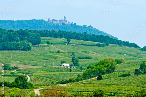 Vineyards and landscape near Ch  teau du Haut-K  nigsbourg  Alsace  France