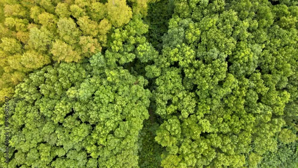 Forest aerial top view in early autumn. Forest of green conifers, deciduous trees with yellow leaves. Fall colors countryside woodland environment conservation or travel tourism concept b-roll footage Forest aerial top view in early autumn. Forest of green conifers, deciduous trees with yellow leaves. Fall colors countryside woodland environment conservation or travel tourism concept b-roll footage