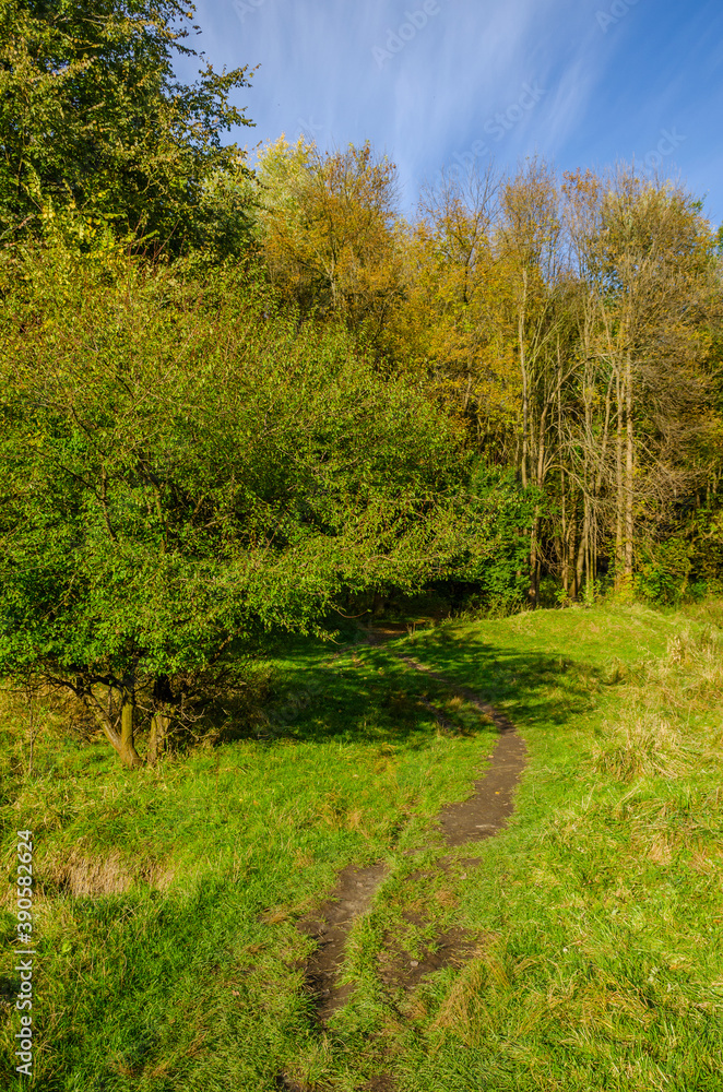 Naklejka premium Landscape with autumn forest in the sunny day. Yellow and green forest in the fall season.