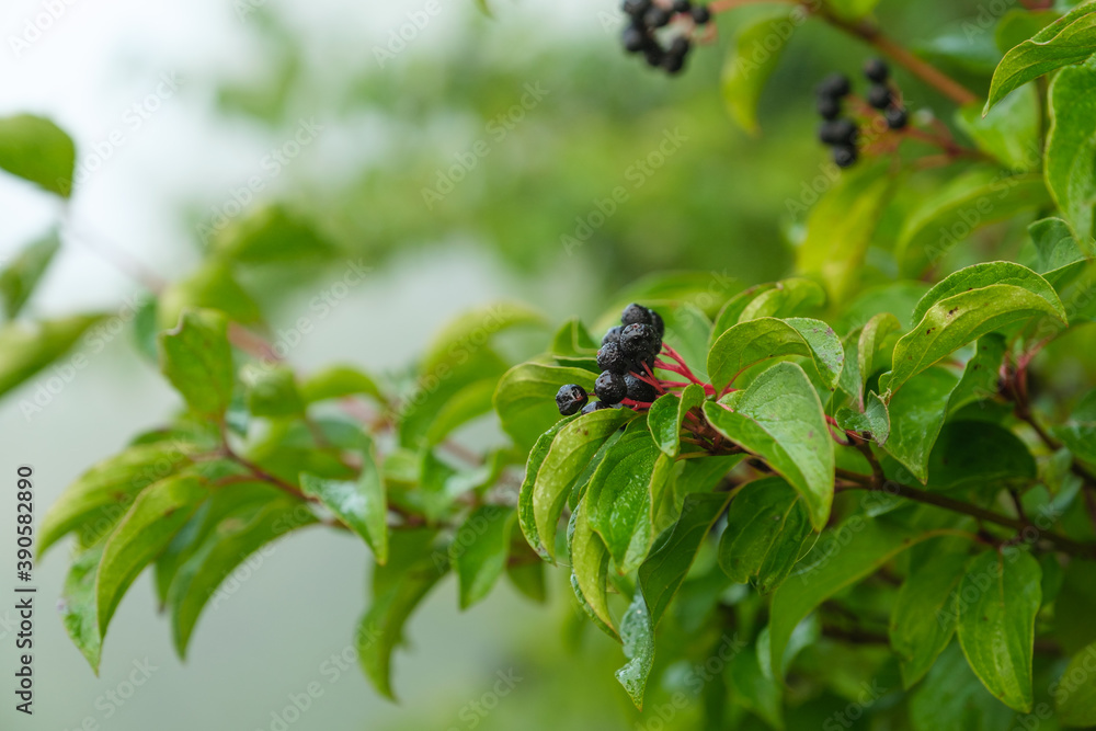 Reife Beeren der Gartenpflanze Hartriegel (lat.: Cornus) an einem Strauch im Garten bei Nebel