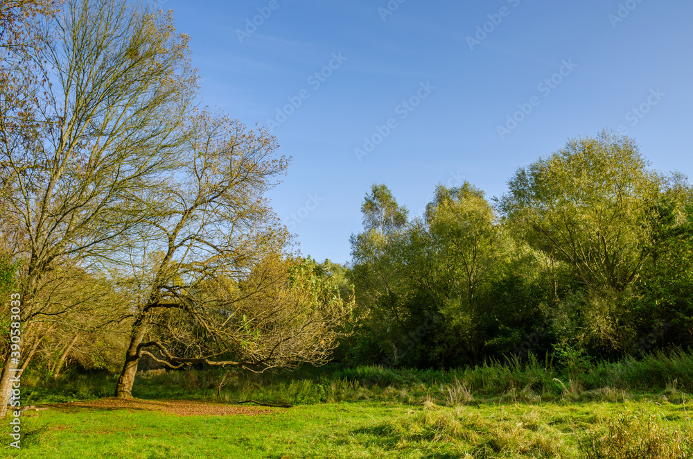 Landscape with autumn forest in the sunny day. Yellow and green forest in the fall season. Landscape with autumn forest in the sunny day. Yellow and green forest in the fall season.