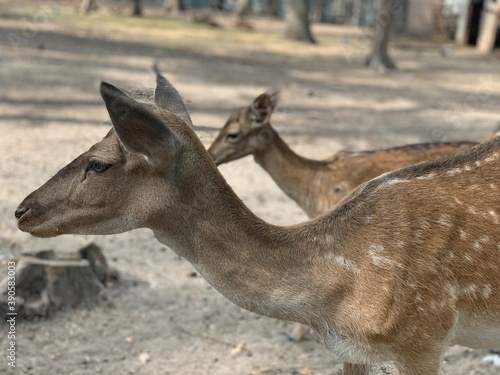 deer in the woods