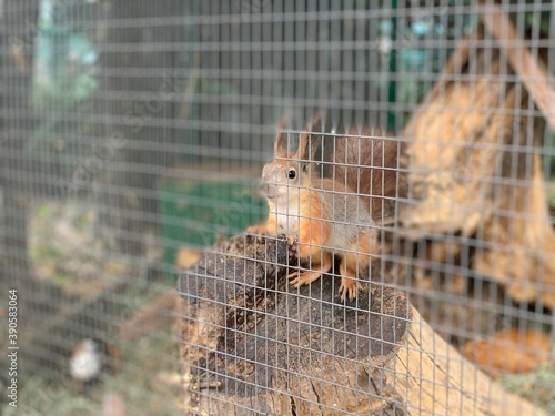 squirrel in the cage