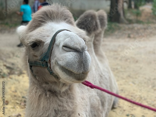 portrait of a camel