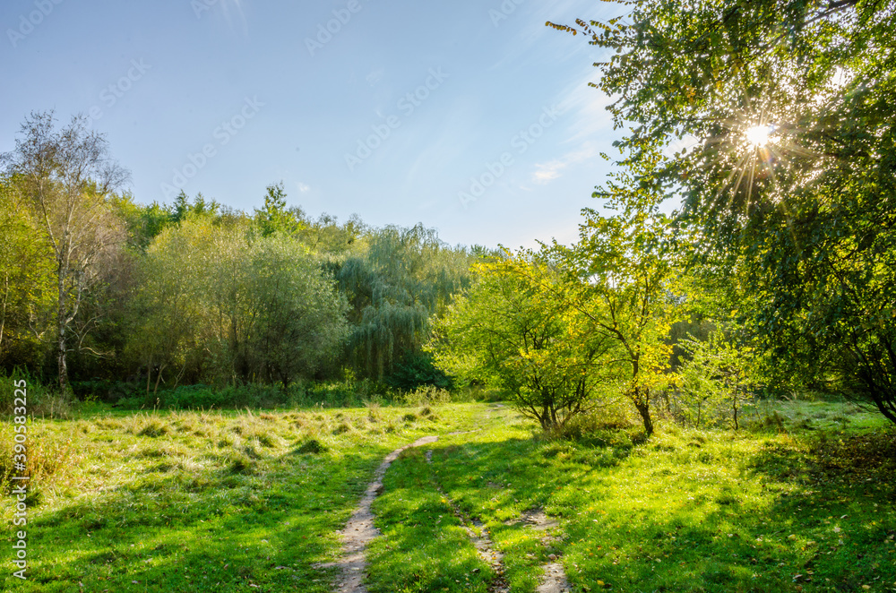 Fototapeta premium Landscape with autumn forest in the sunny day. Yellow and green forest in the fall season.