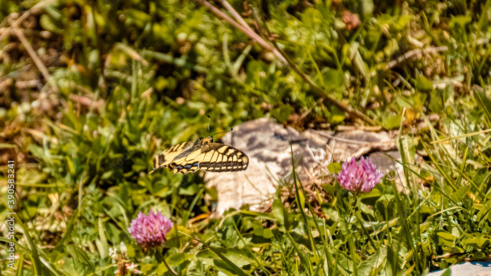 Macro of a beautiful swallowtail butterfly in flight at the famous Wallberg, Rottach-Egern, Tegernsee, Bavaria, Germany