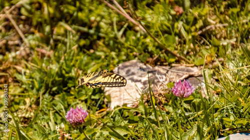 Macro of a beautiful swallowtail butterfly in flight at the famous Wallberg, Rottach-Egern, Tegernsee, Bavaria, Germany