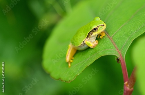 Movement of Japanese Tree Frog on The Leaves