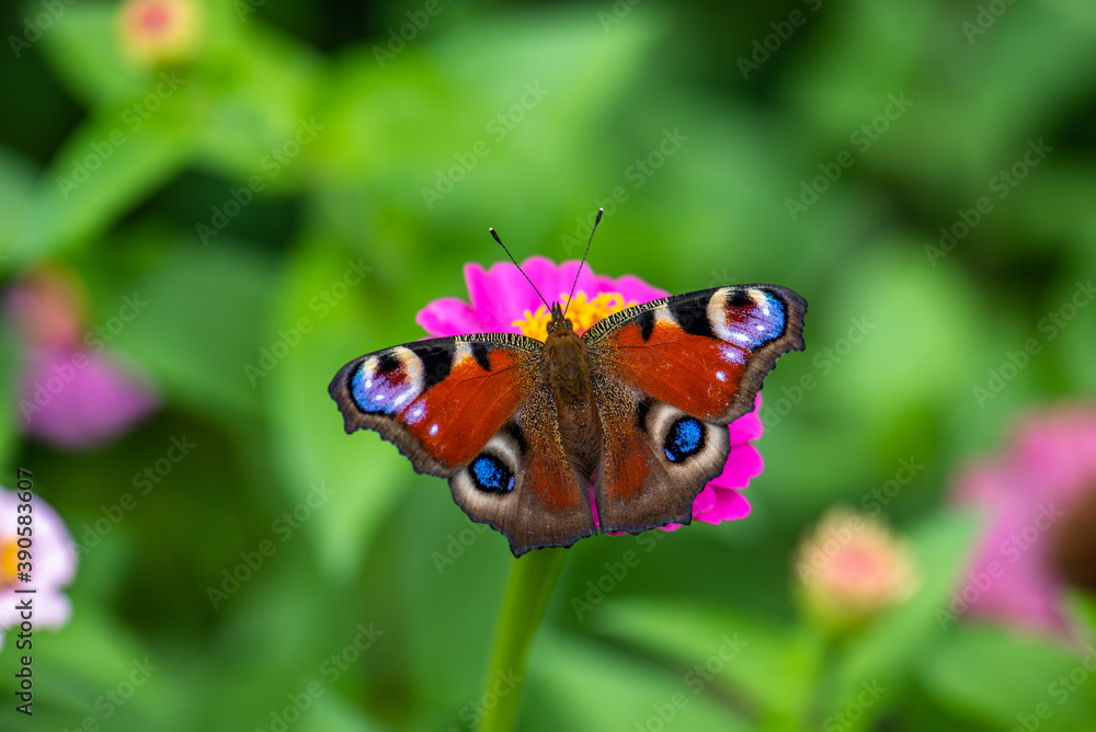 Schmetterling Schmetterling
