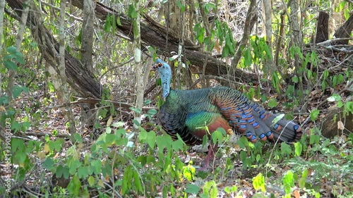 Wild ocellated turkey (Meleagris ocellata) in the Yucatan jungle. Mexico