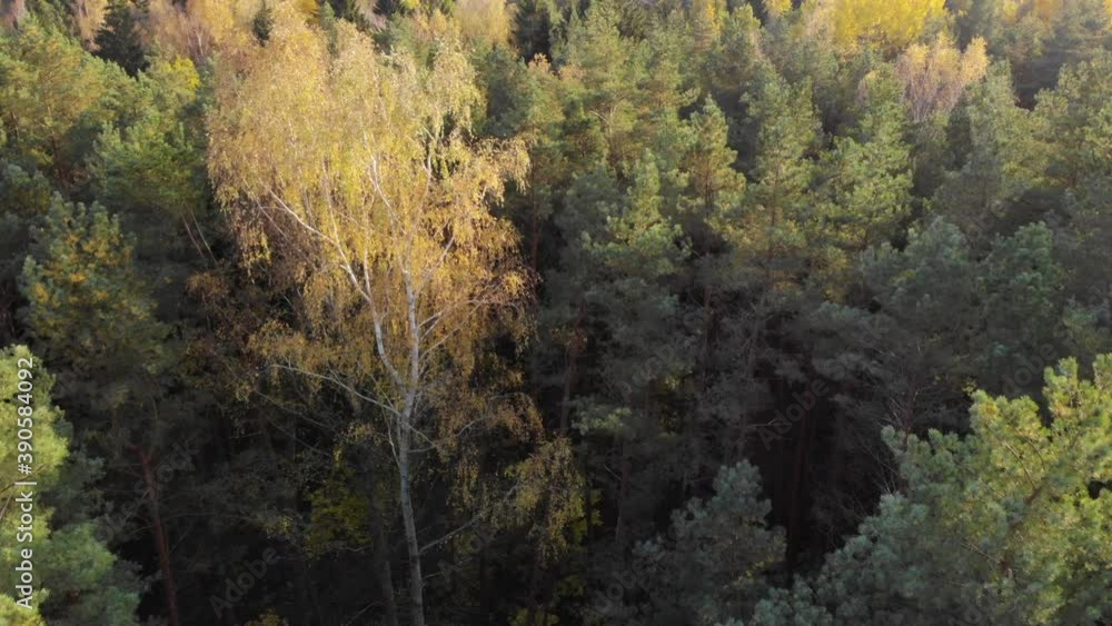 Epic Autumn Forest Aerial Drone View. Aerial View of Autumn Forest. Fall Landscape With Red Yellow Green Trees Swaying. Mixed Forest, Green Conifers, Deciduous Trees Swaying to Wind Nature Landscape Epic Autumn Forest Aerial Drone View. Aerial View of Autumn Forest. Fall Landscape With Red Yellow Green Trees Swaying. Mixed Forest, Green Conifers, Deciduous Trees Swaying to Wind Nature Landscape