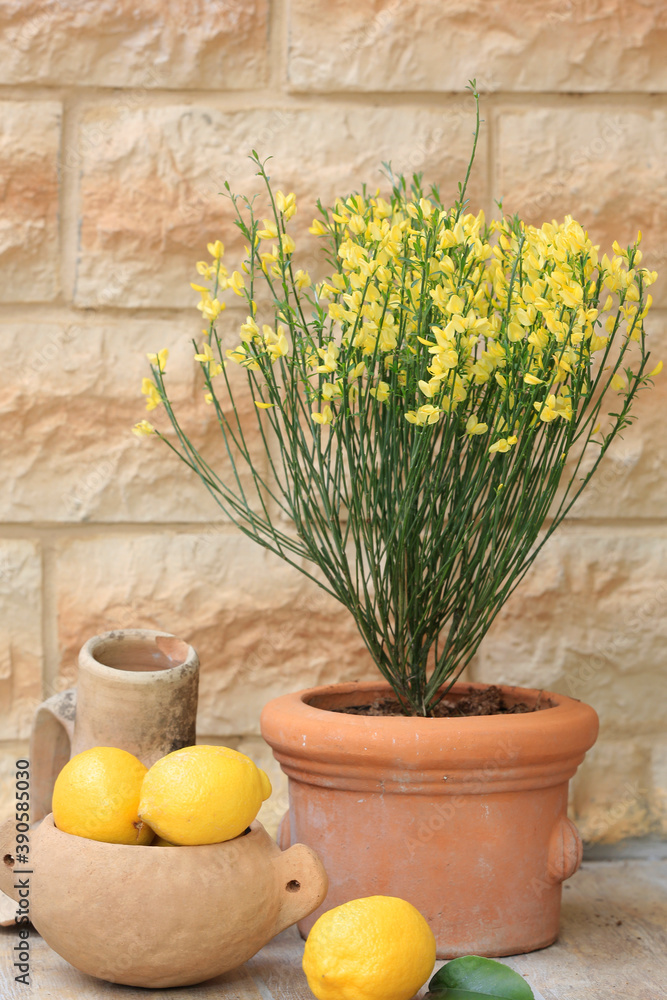 Ginster mit gelben Blüten im Topf und Zitronen mit Deko Stock-Foto | Adobe  Stock