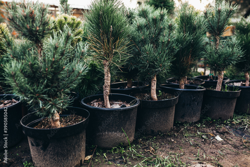 small evergreen trees in pots in tree nursery Stock Photo Adobe Stock