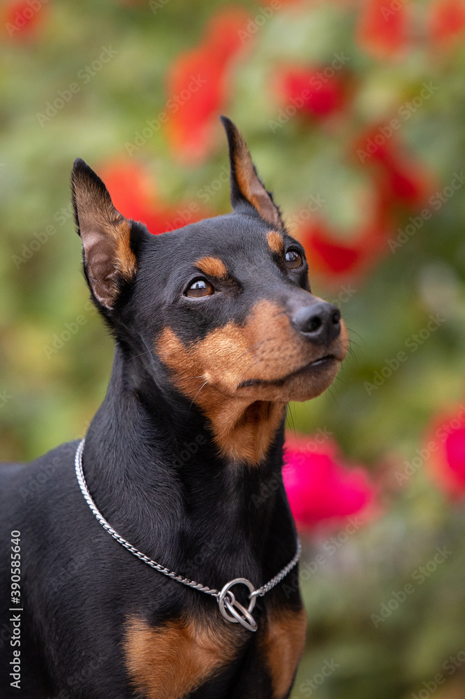 portrait of an adorable little dog, pinscher breed portrait of an adorable little dog, pinscher breed