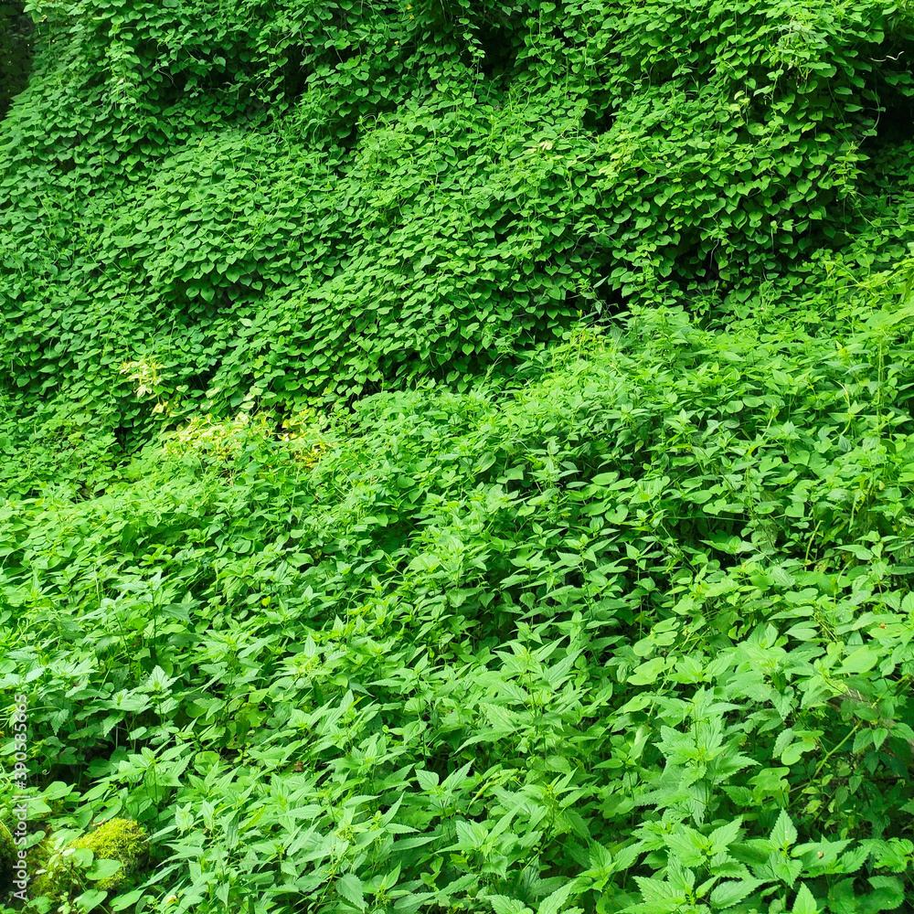 Lush green deciduous slope. High quality photo Lush green deciduous slope. High quality photo