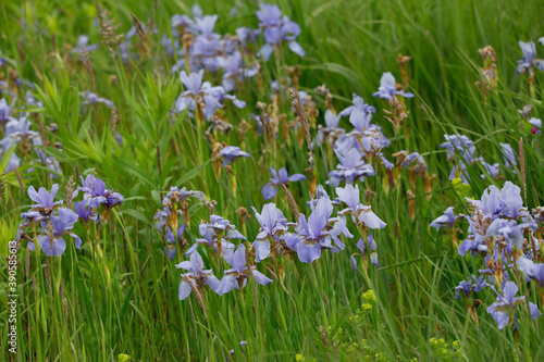 Lichtblaue Zwerg-Schwertlilie (Iris histrio) Pflanze mit hellblauen Blüten
