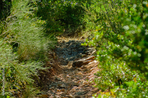 Path into the forest in the summer  Provence