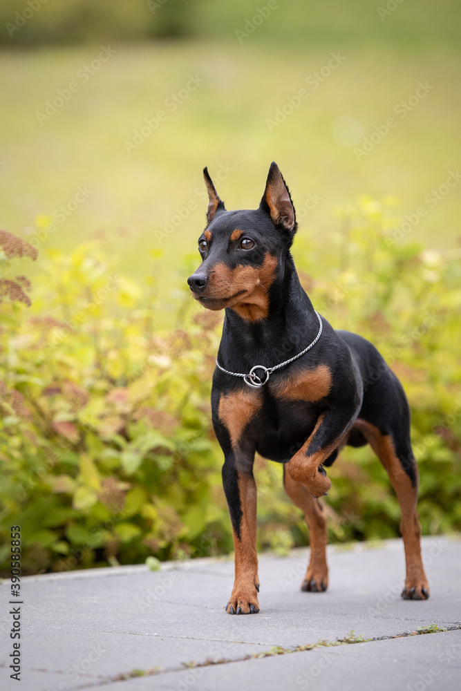 portrait of an adorable little dog, pinscher breed