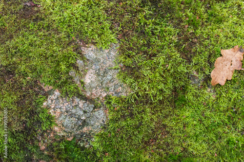green moss on a stone, close-up, top view, horizontal photo. Texture, background © Anna Pecherskaia