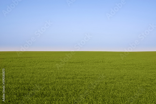 Grass field, green spring landscape. High quality photo