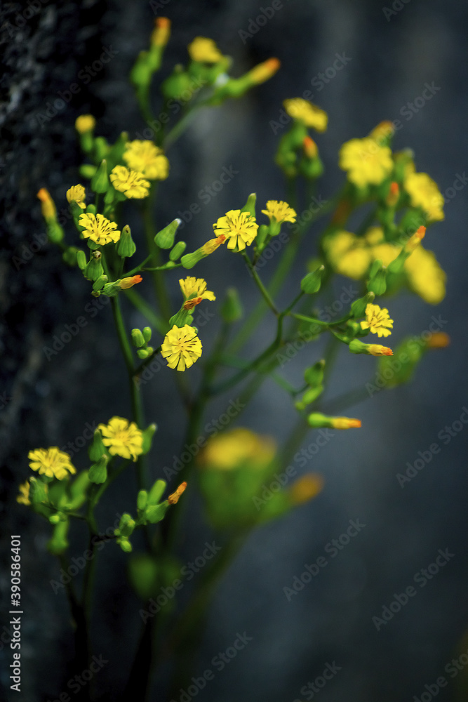 Little yellow flowers by the roadside Little yellow flowers by the roadside