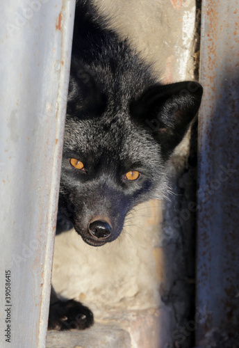 A grayish silver fox (arctic fox) peeps out of the shelter. photo