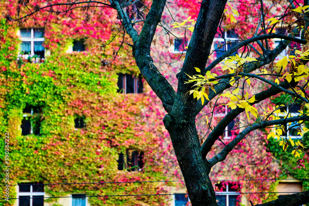 Naklejka premium apartment building with colorful overgrown leaves in autumn