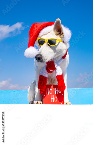 happy dog with christmas hat © Natallia Vintsik