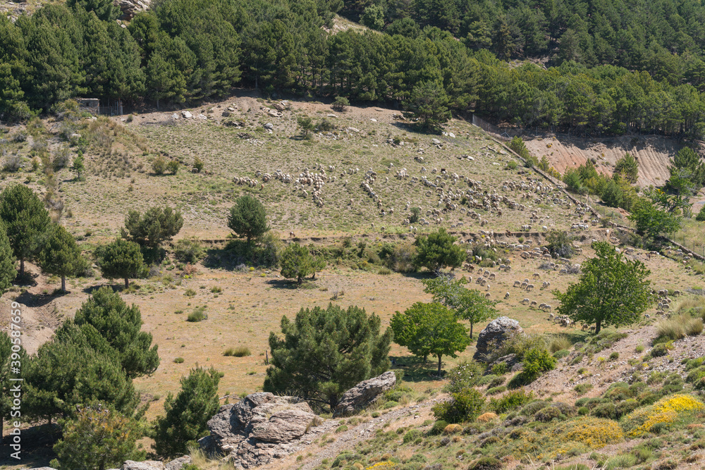 Sheep grazing in Sierra Nevada