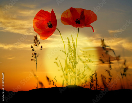 red poppies and beautiful sunset