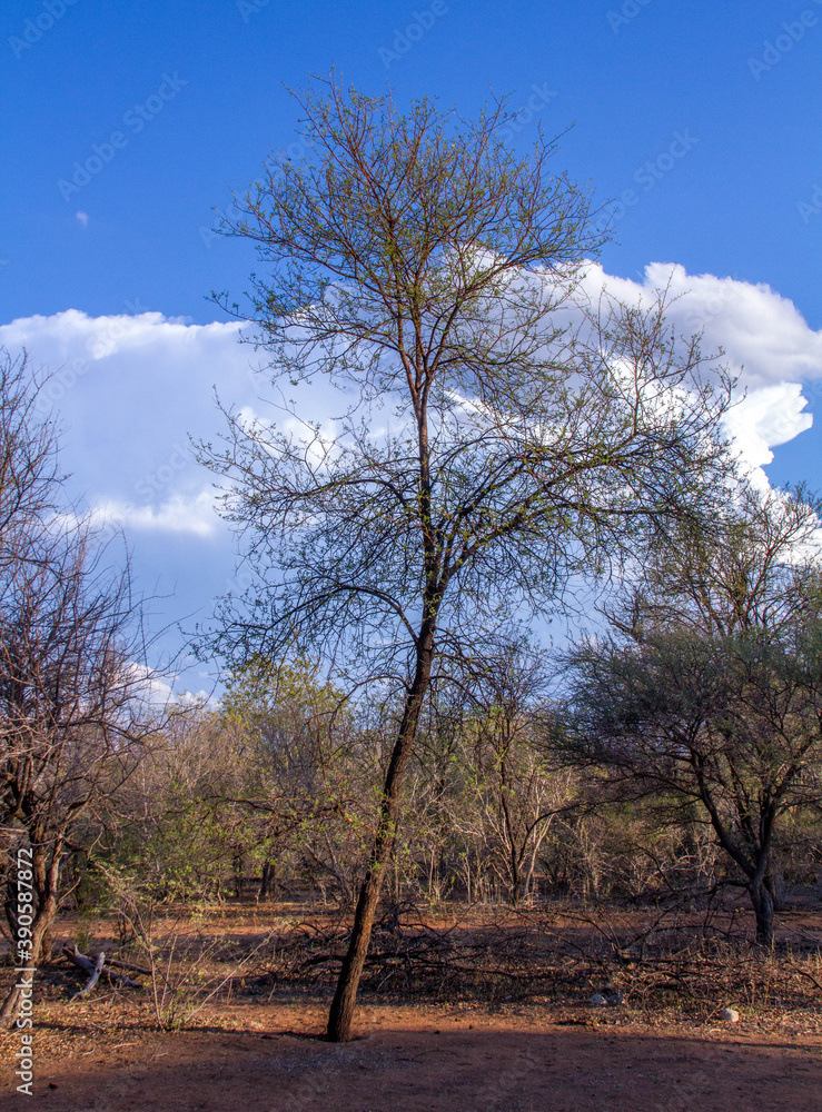 Landscape of African wilderness with dense bush, blue sky and white clouds