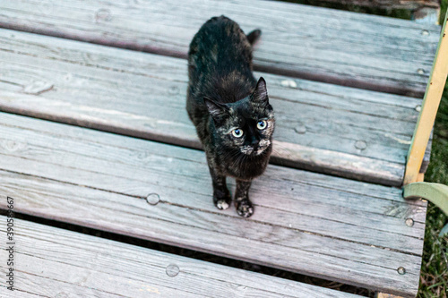 A cat that walks by itself