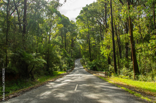 An empty two-line road through the eucalyptus forest in Yarra Valley, Victoria, Australia