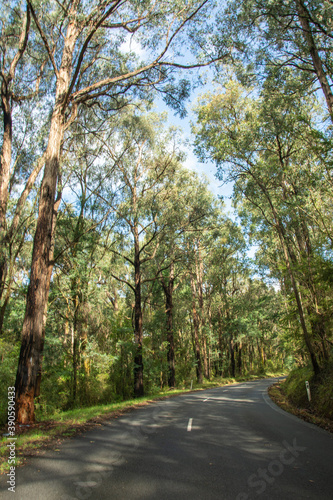 An empty two-line road through the eucalyptus forest in Yarra Valley, Victoria, Australia photo